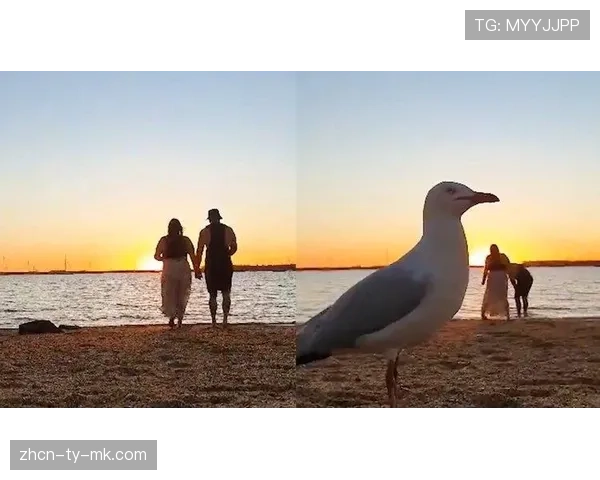 有趣一幕：球场边线球，皮球两次击中同一只闯入的海鸥